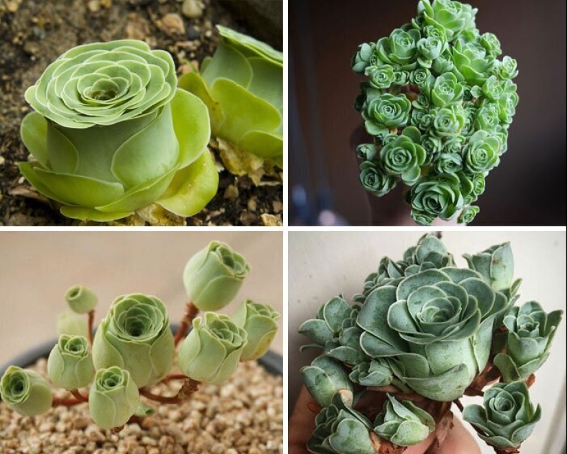 Alien plants: the 30 most bizarre succulents Alien plants: the 30 most bizarre succulents