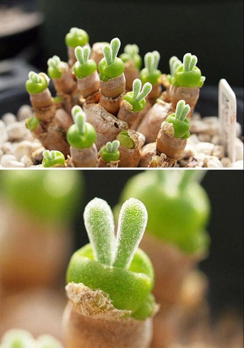 Alien plants: the 30 most bizarre succulents Alien plants: the 30 most bizarre succulents