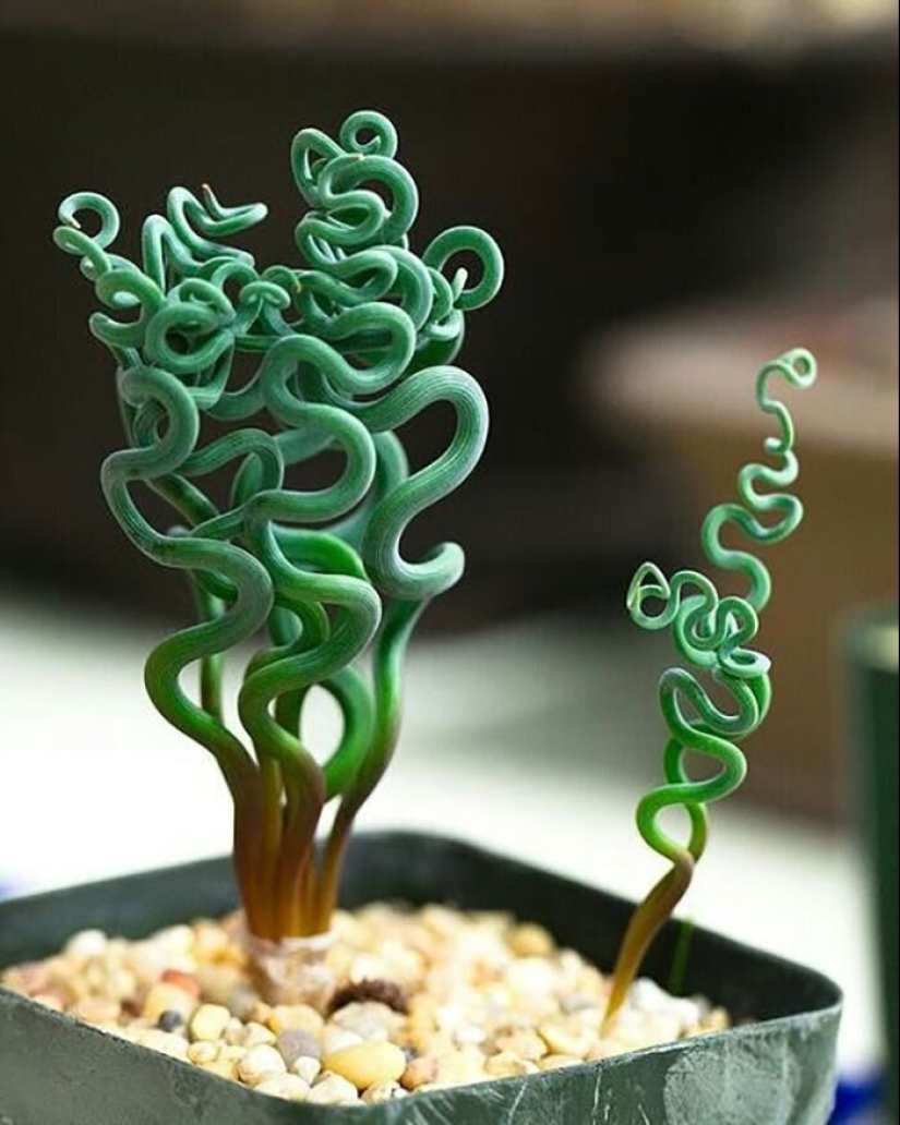 Alien plants: the 30 most bizarre succulents Alien plants: the 30 most bizarre succulents