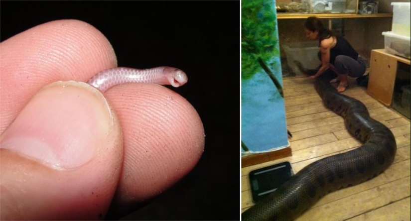 Amazing Nature Games - Big and Small