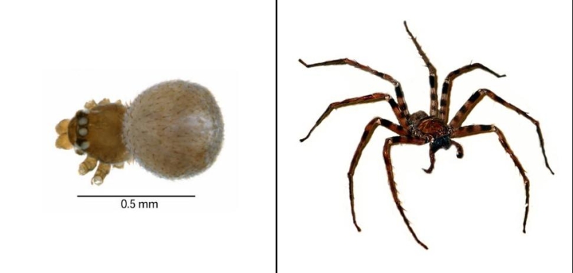 Amazing Nature Games - Big and Small