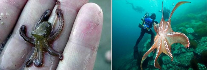 Amazing Nature Games - Big and Small