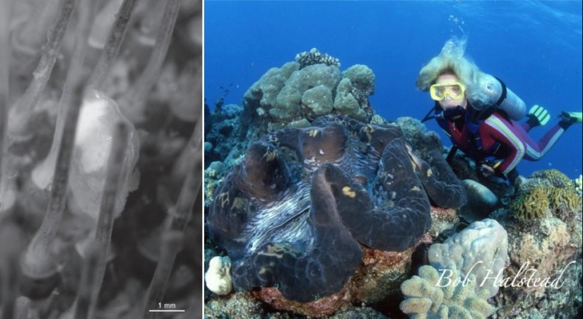 Amazing Nature Games - Big and Small