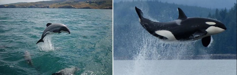 Amazing Nature Games - Big and Small