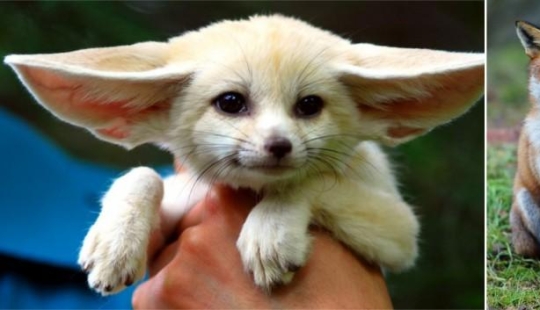 Amazing Nature Games - Big and Small