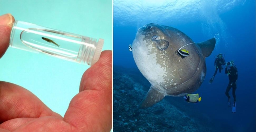 Amazing Nature Games - Big and Small