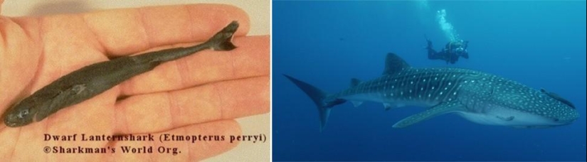 Amazing Nature Games - Big and Small