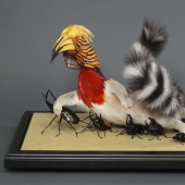 Amazing taxidermy by Enrique Gomez de Molina