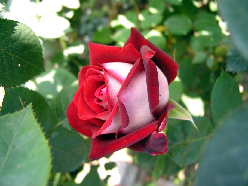 Amazingly beautiful rose of the Osiria variety Amazingly beautiful rose of the Osiria variety