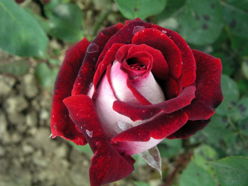 Amazingly beautiful rose of the Osiria variety Amazingly beautiful rose of the Osiria variety