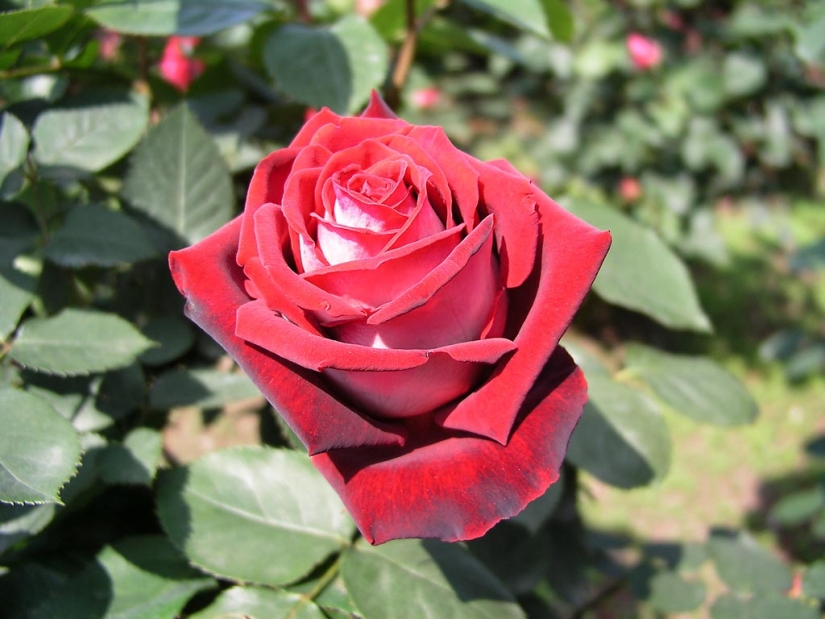 Amazingly beautiful rose of the Osiria variety Amazingly beautiful rose of the Osiria variety