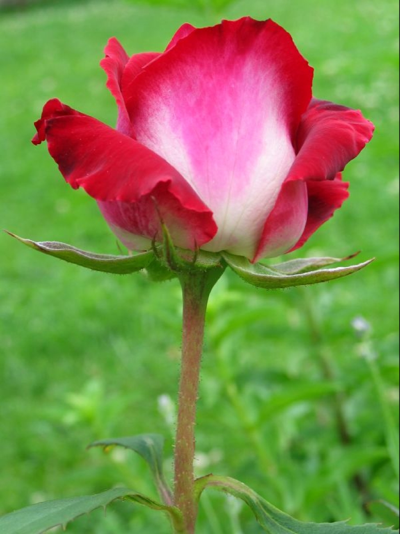 Amazingly beautiful rose of the Osiria variety Amazingly beautiful rose of the Osiria variety