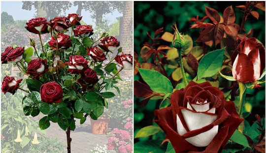 Amazingly beautiful rose of the Osiria variety Amazingly beautiful rose of the Osiria variety