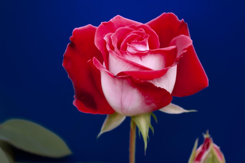 Amazingly beautiful rose of the Osiria variety Amazingly beautiful rose of the Osiria variety
