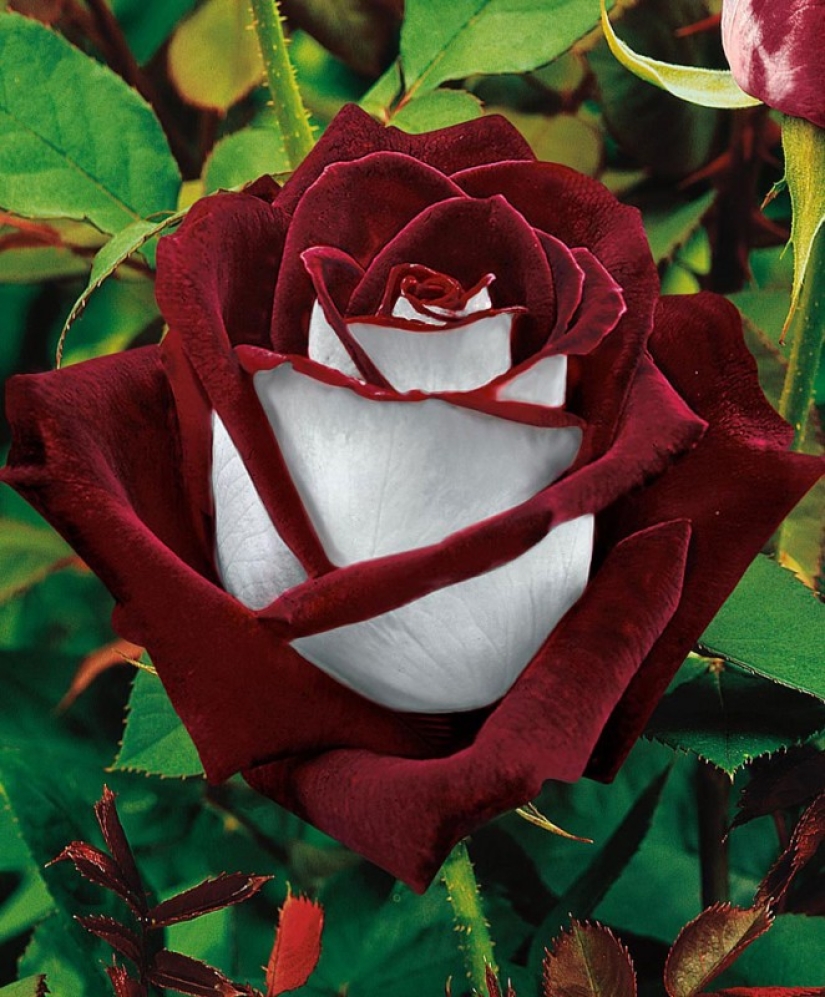 Amazingly beautiful rose of the Osiria variety Amazingly beautiful rose of the Osiria variety