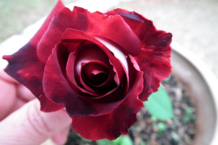 Amazingly beautiful rose of the Osiria variety Amazingly beautiful rose of the Osiria variety