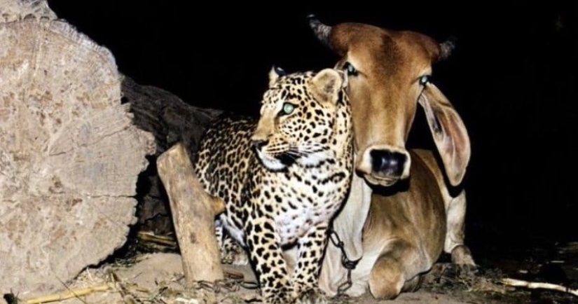 An incredible story of friendship between a cow and a leopard, for which there is no explanation An incredible story of friendship between a cow and a leopard, for which there is no explanation
