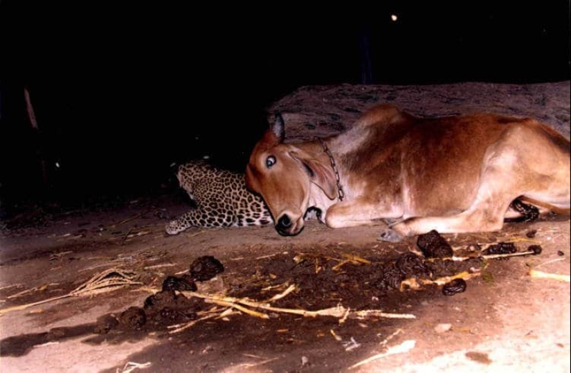 An incredible story of friendship between a cow and a leopard, for which there is no explanation An incredible story of friendship between a cow and a leopard, for which there is no explanation