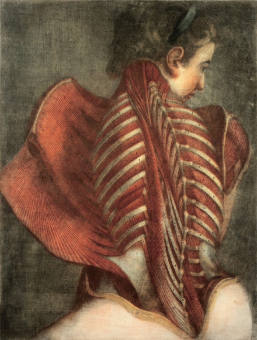 Anatomical Venus, on whom pathologists of the XVIII century studied Anatomical Venus, on whom pathologists of the XVIII century studied