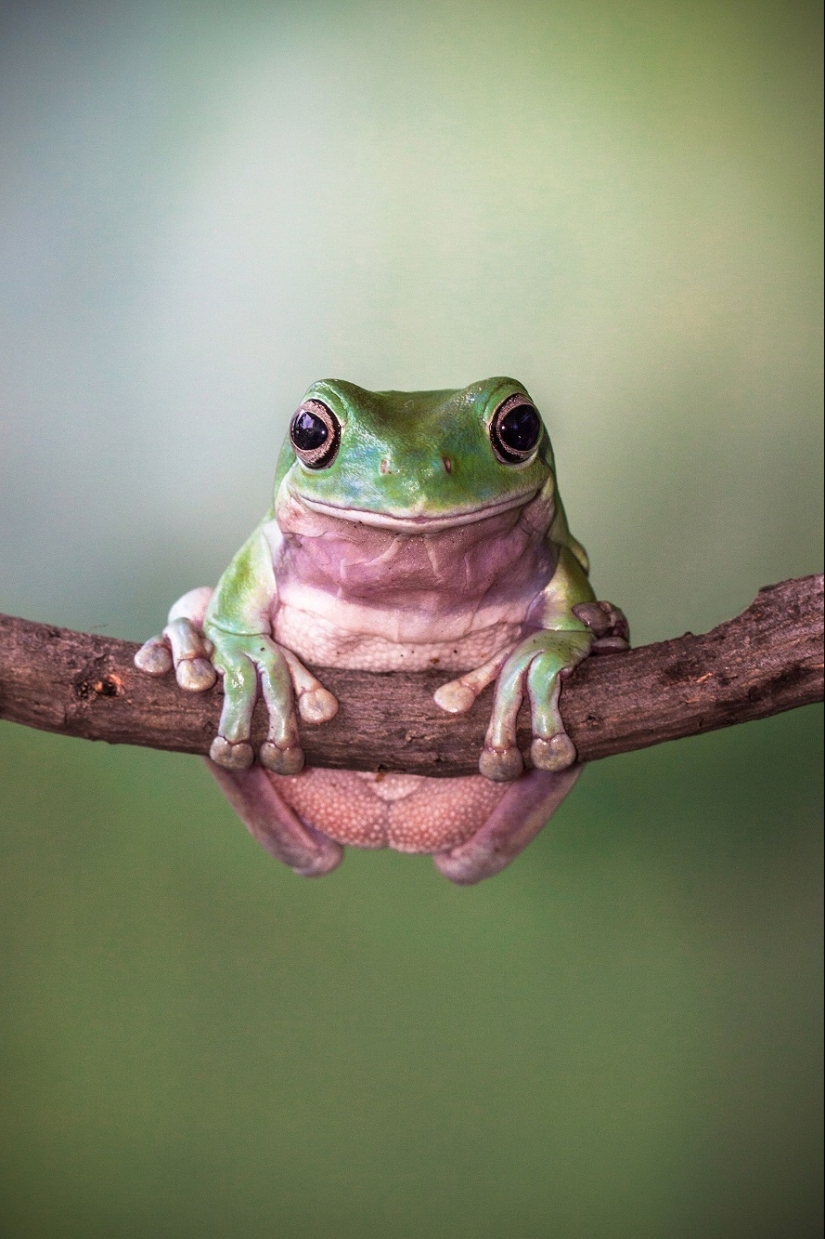 And who gets the 25 funniest frogs?