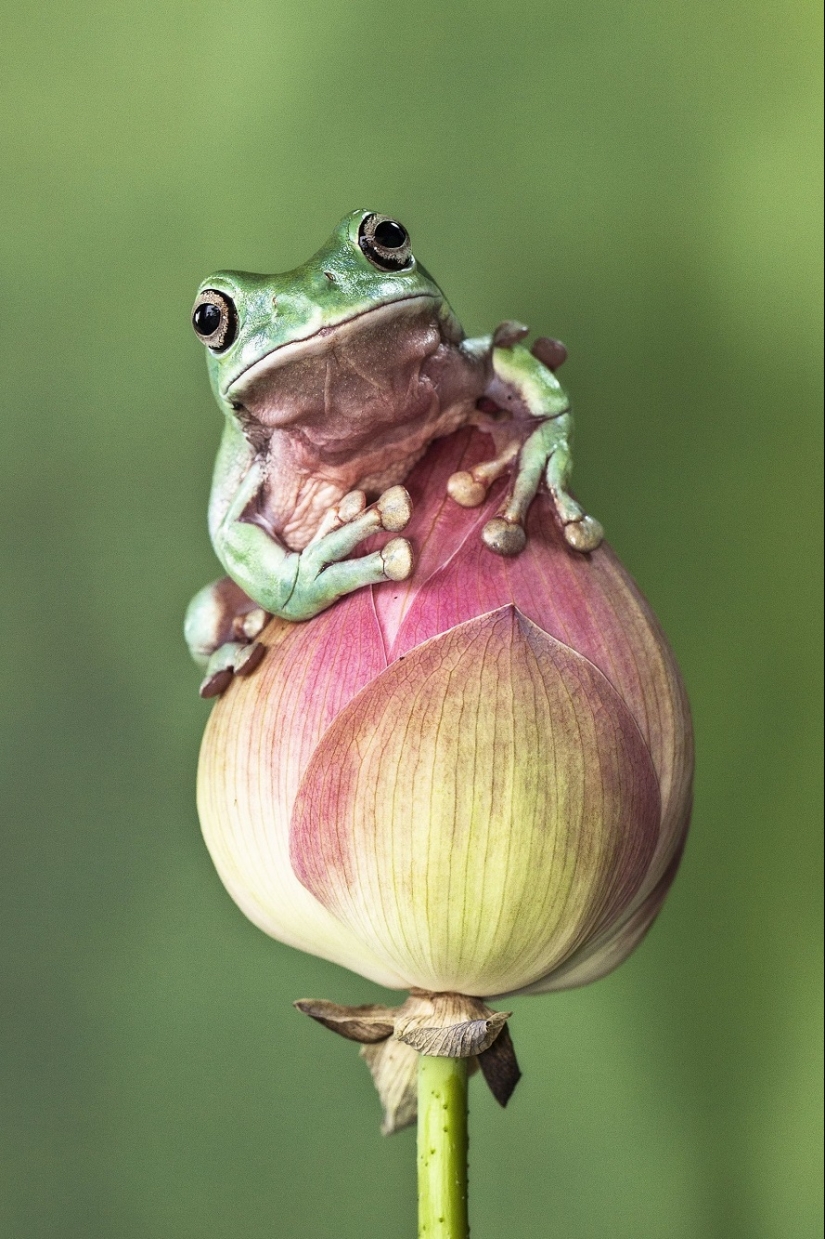 And who gets the 25 funniest frogs?