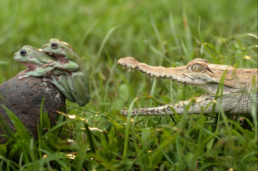 And who gets the 25 funniest frogs?