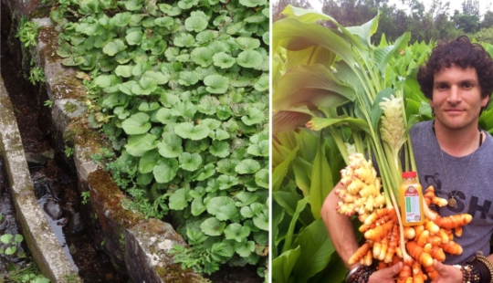 And you didn't know: 10 photos showing how famous products grow