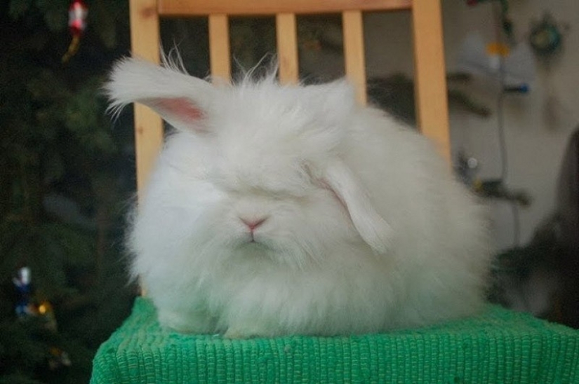 Angora rabbit is the fluffiest rabbit in the world