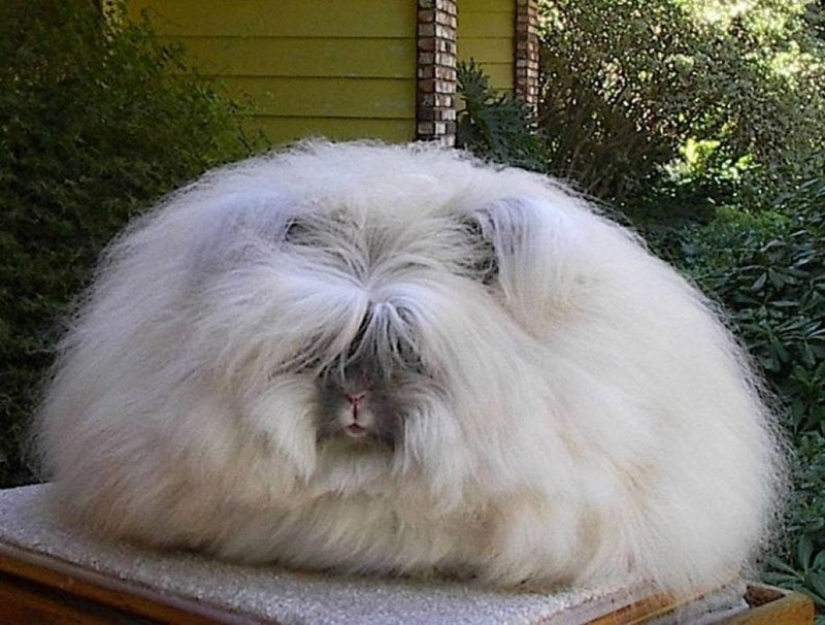 Angora rabbit is the fluffiest rabbit in the world