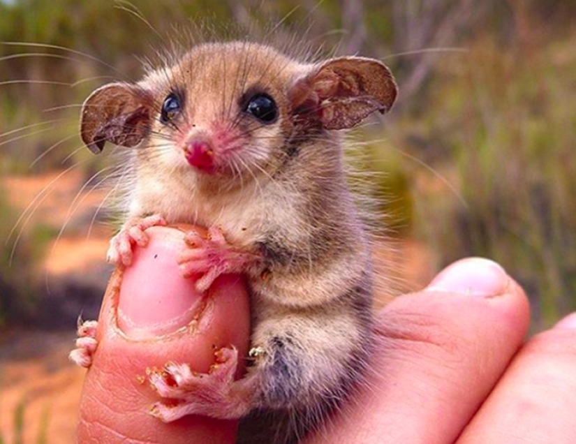 Animales australianos que matan con su dulzura Animales australianos que matan con su dulzura