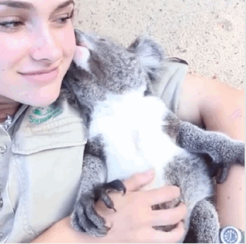 Animales australianos que matan con su dulzura Animales australianos que matan con su dulzura