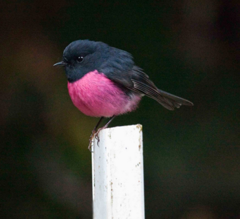 Animales australianos que matan con su dulzura Animales australianos que matan con su dulzura