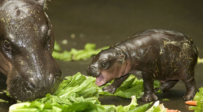 Animales bebés en fotografías.