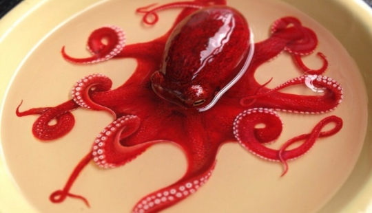 Animales hiperrealistas hechos de acrílico y resina. Animales hiperrealistas hechos de acrílico y resina.