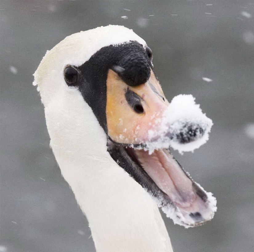 Animales que pueden reír