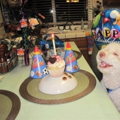 Animals that can laugh