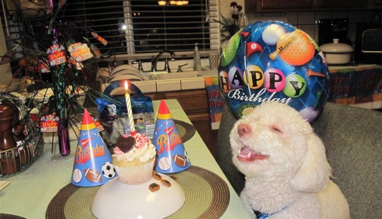 Animals that can laugh Animals that can laugh