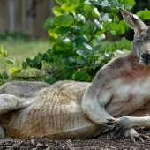 Animals that do not doubt its coolness