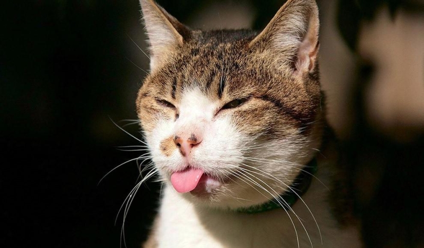 Animals that were not ready for a photo shoot Animals that were not ready for a photo shoot