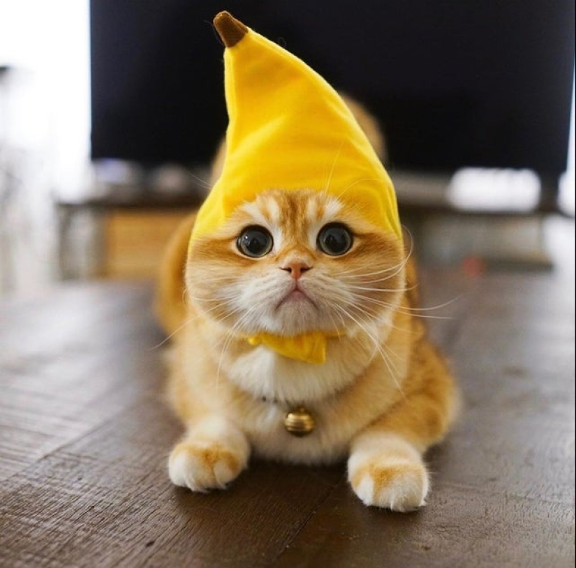 Another portion of mimicry that will lift your mood Another portion of mimicry that will lift your mood