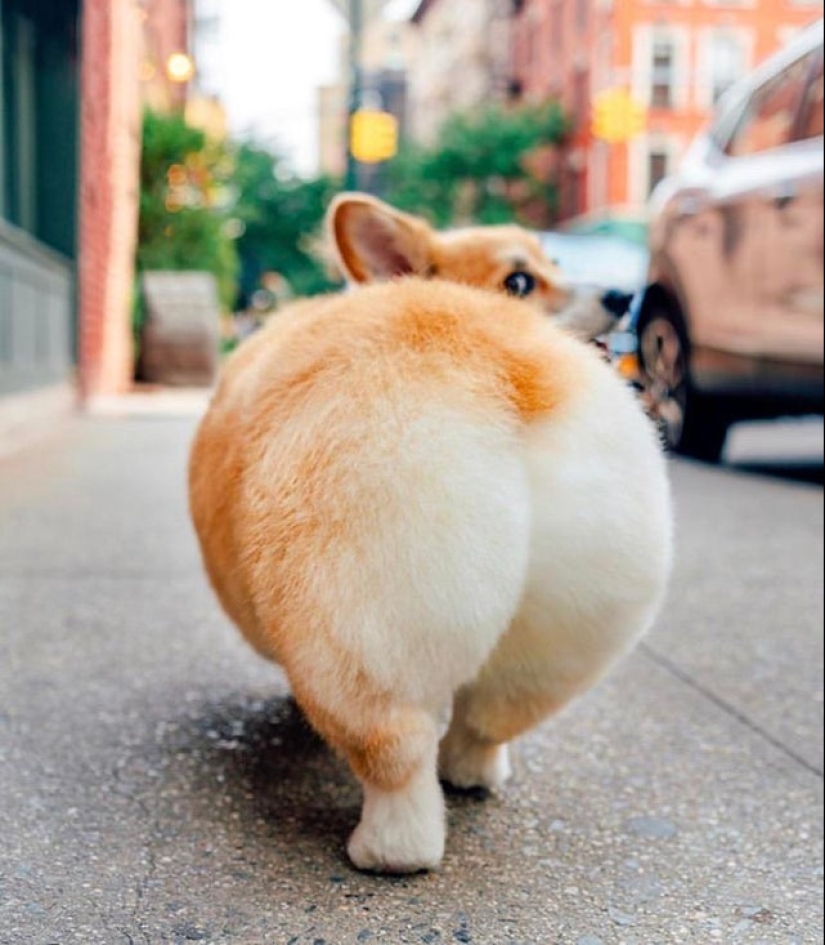 Another portion of mimicry that will lift your mood Another portion of mimicry that will lift your mood