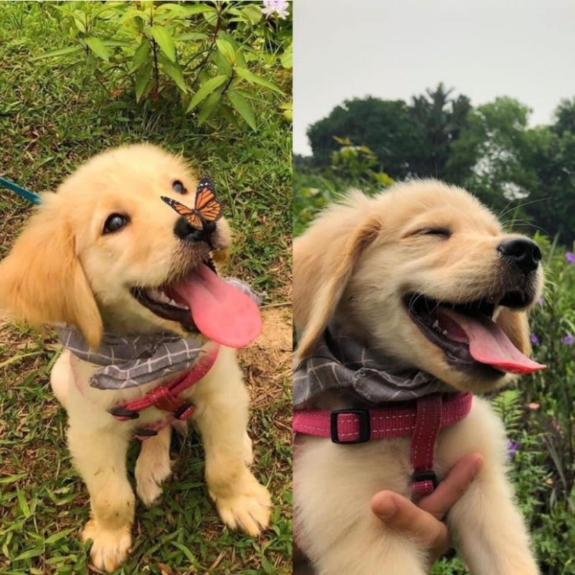 Another portion of mimicry that will lift your mood Another portion of mimicry that will lift your mood