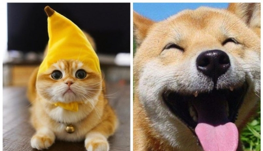 Another portion of mimicry that will lift your mood