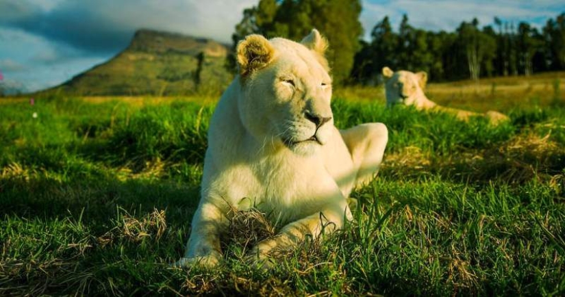 Apartments are not for the faint of heart: a cottage next to the lions is for rent