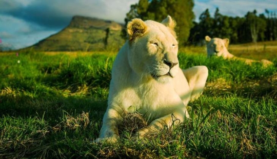 Apartments are not for the faint of heart: a cottage next to the lions is for rent