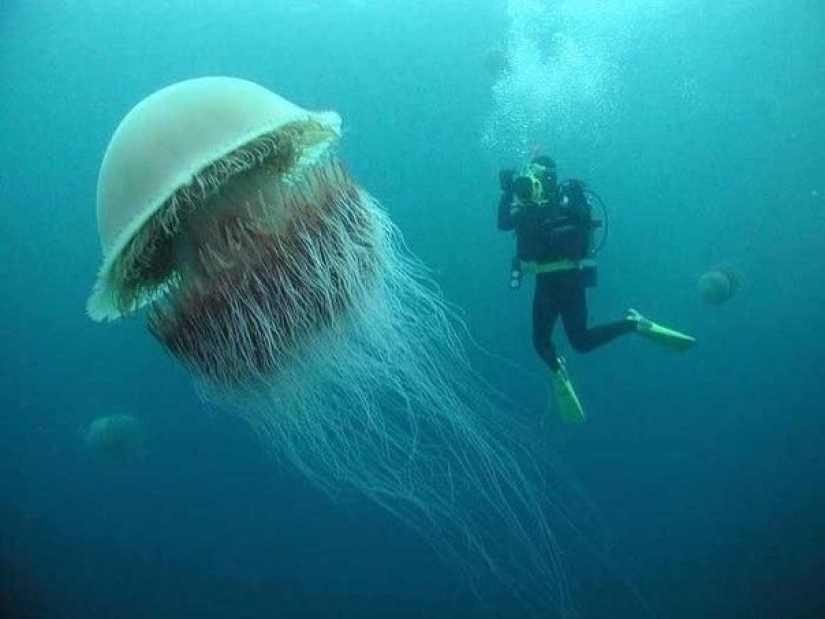 Arctic cyanea — a delightful giant of the world of jellyfish Arctic cyanea — a delightful giant of the world of jellyfish