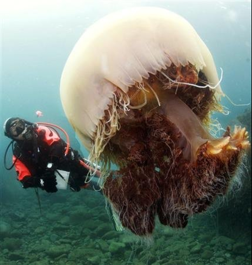 Arctic cyanea — a delightful giant of the world of jellyfish Arctic cyanea — a delightful giant of the world of jellyfish