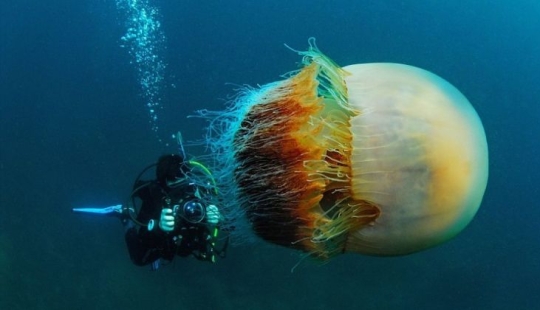 Arctic cyanea — a delightful giant of the world of jellyfish Arctic cyanea — a delightful giant of the world of jellyfish