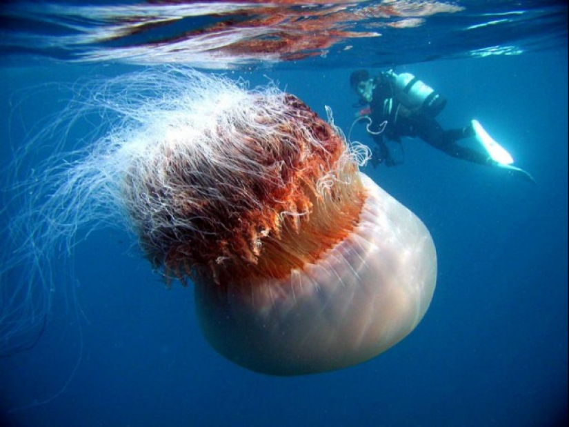 Arctic cyanea — a delightful giant of the world of jellyfish Arctic cyanea — a delightful giant of the world of jellyfish