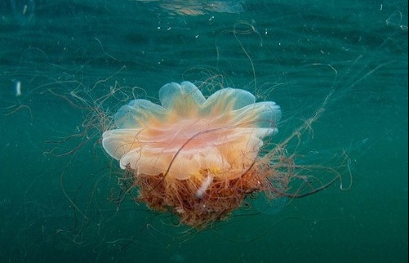 Arctic cyanea — a delightful giant of the world of jellyfish Arctic cyanea — a delightful giant of the world of jellyfish